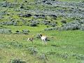 Pronghorn doe and kid